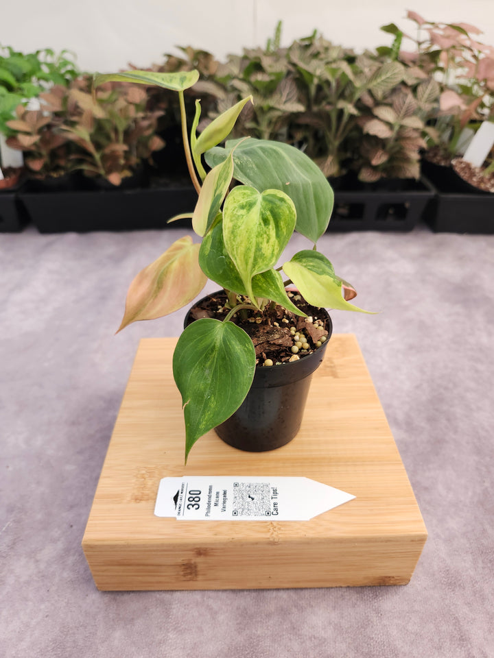 Philodendron Variegated  Micans (3in)- 380