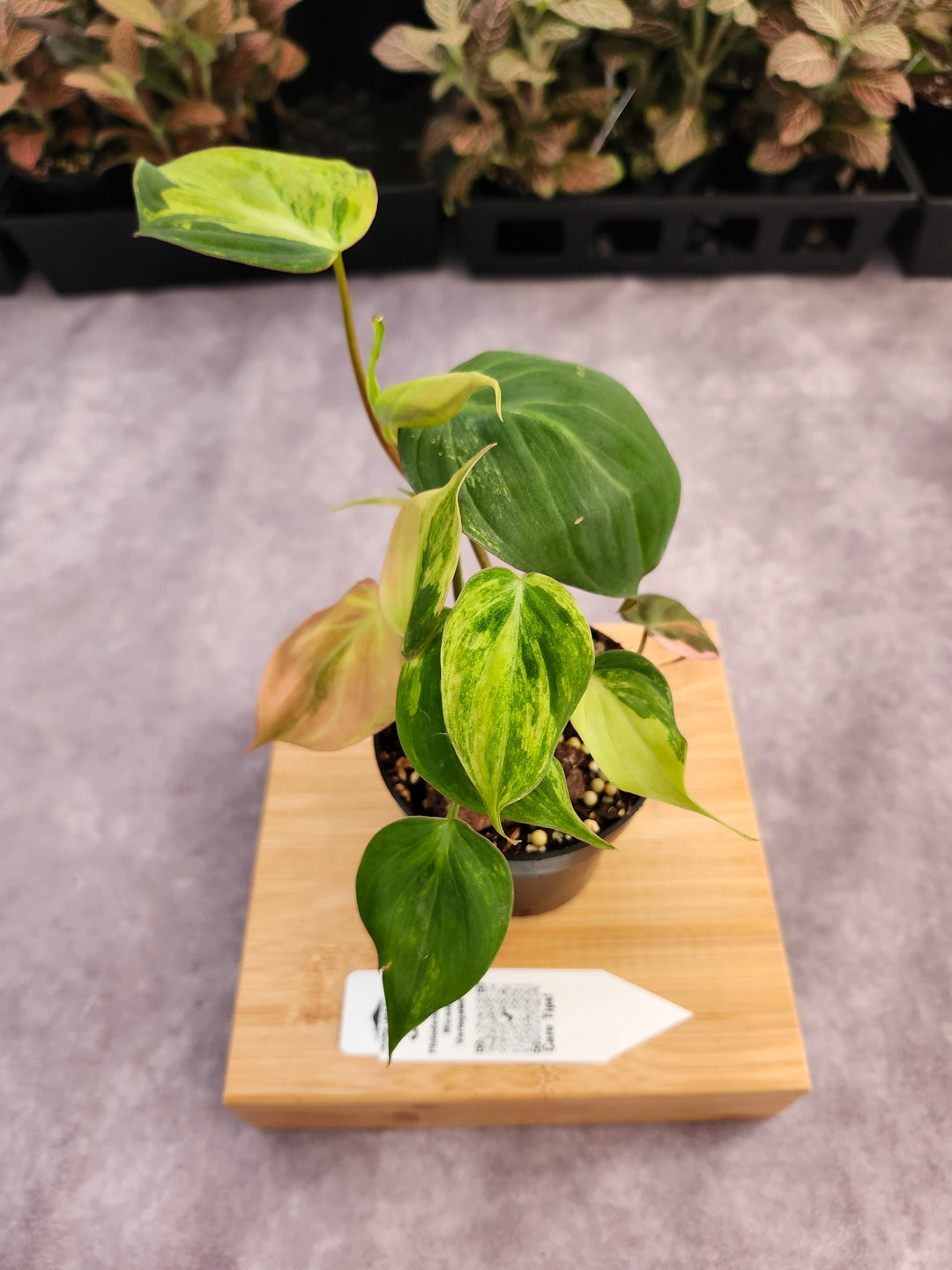 Philodendron Variegated  Micans (3in)- 380