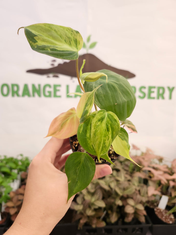 Philodendron Variegated  Micans (3in)- 380