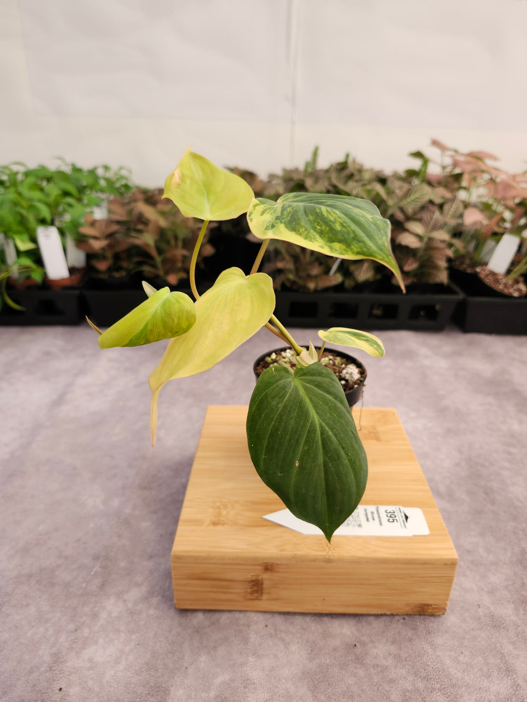 Philodendron Variegated  Micans (3in)- 395