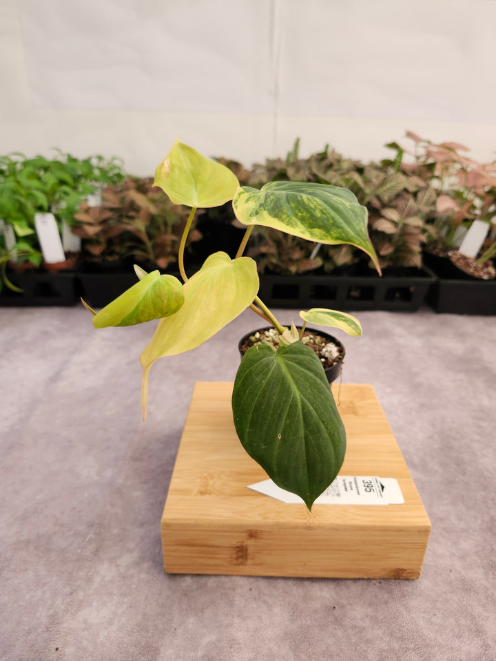 Philodendron Variegated  Micans (3in)- 395