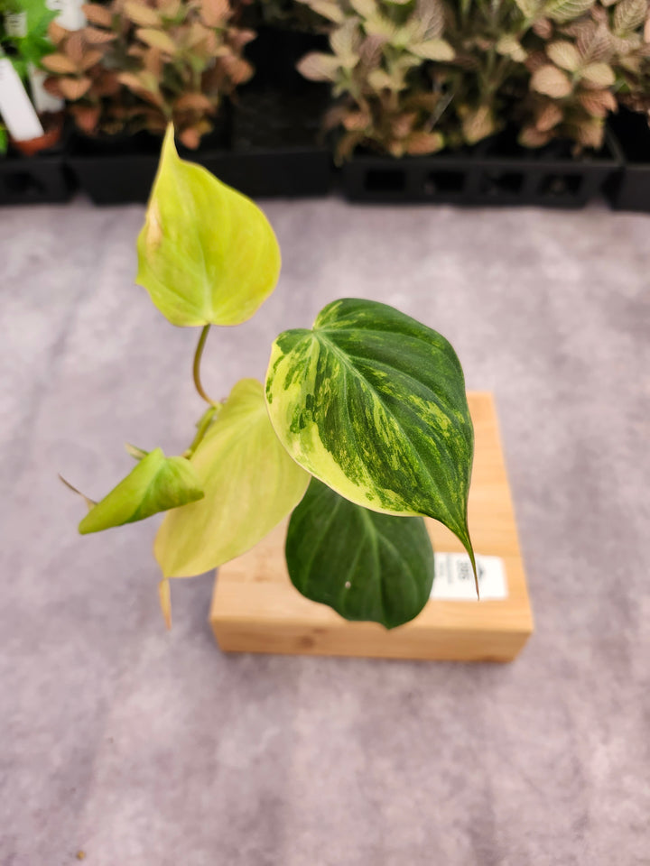 Philodendron Variegated  Micans (3in)- 395