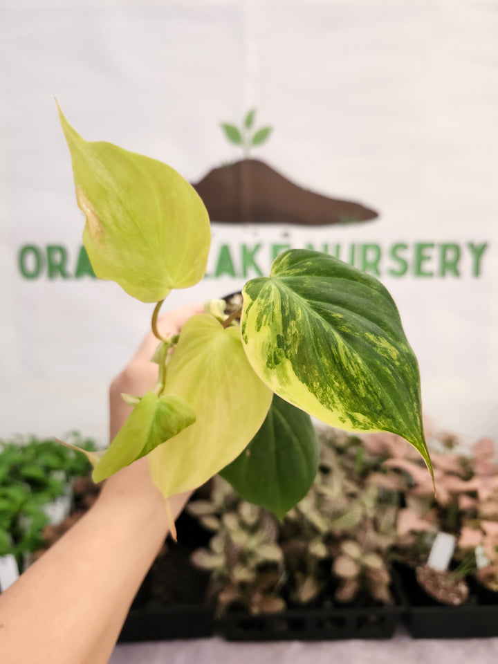 Philodendron Variegated  Micans (3in)- 395