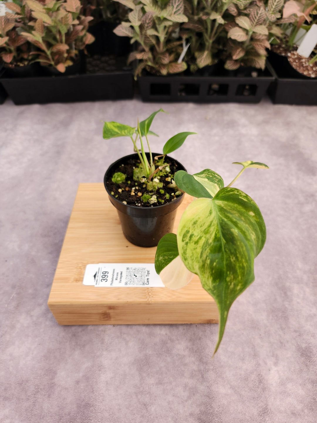 Philodendron Variegated  Micans (3in)- 399