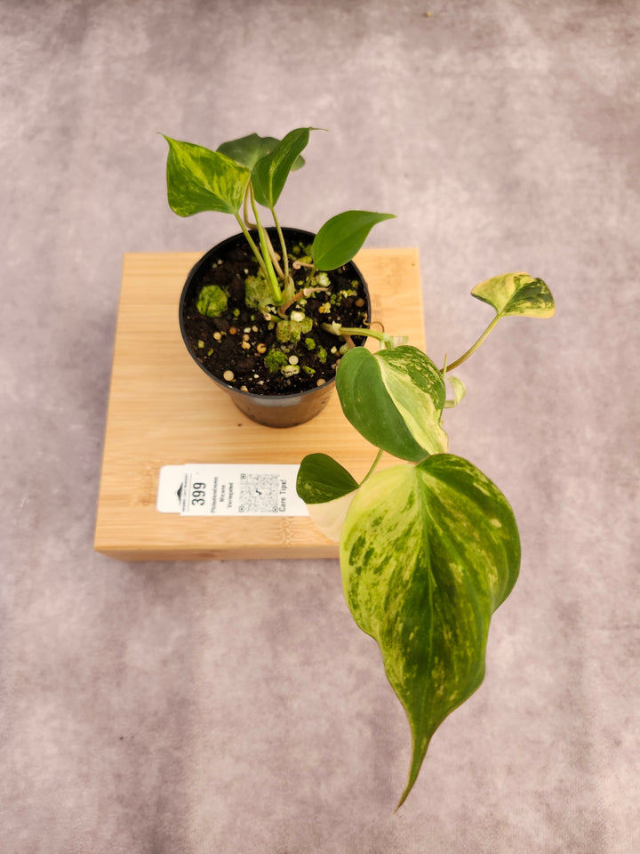 Philodendron Variegated  Micans (3in)- 399