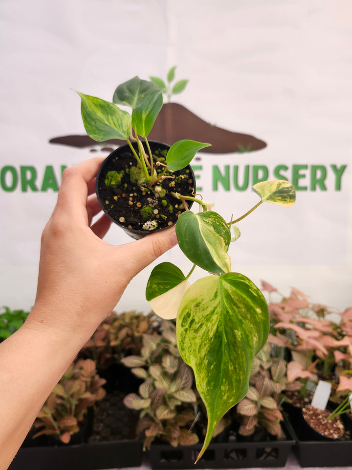 Philodendron Variegated  Micans (3in)- 399