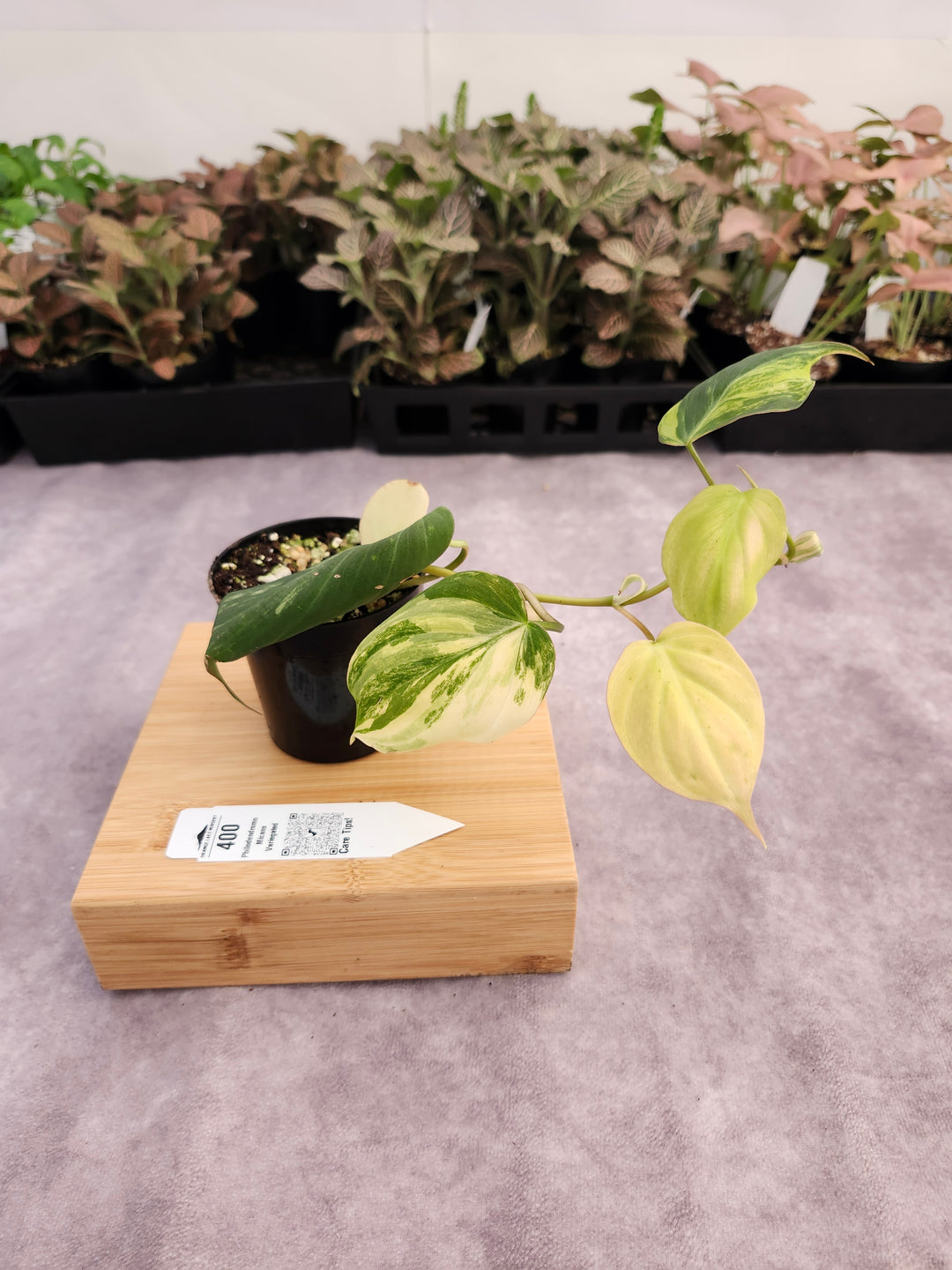 Philodendron Variegated  Micans (3in)- 400