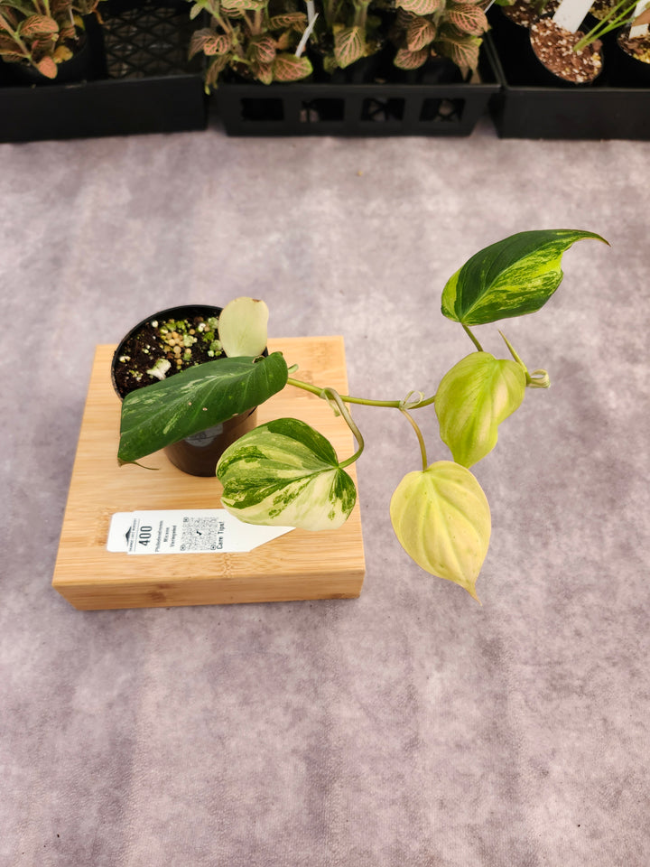 Philodendron Variegated  Micans (3in)- 400