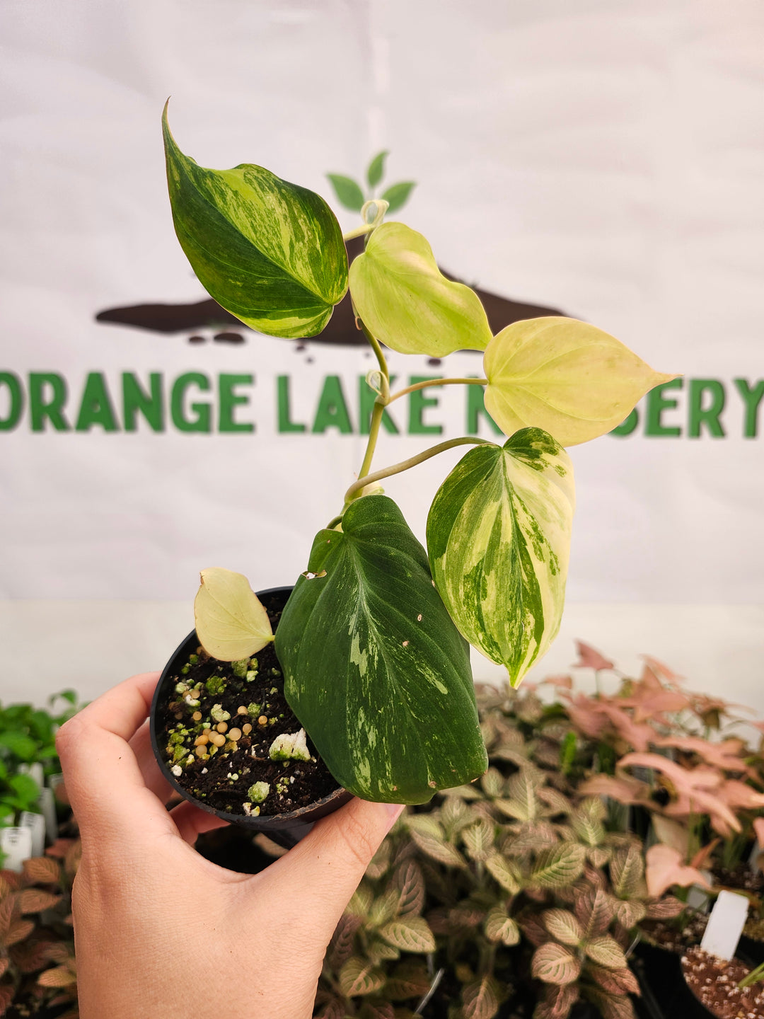 Philodendron Variegated  Micans (3in)- 400