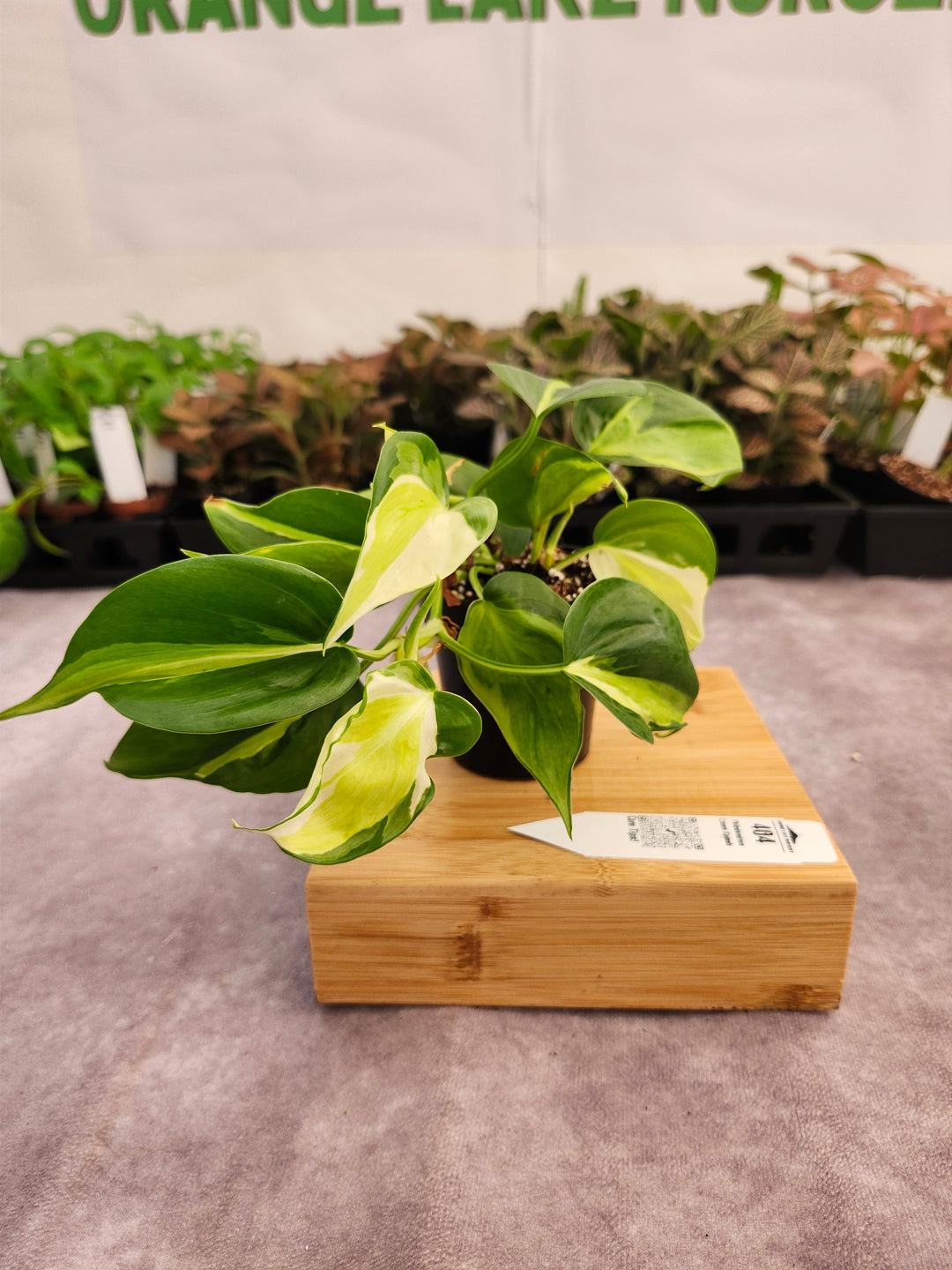 Philodendron Cream Splash (3in)-404