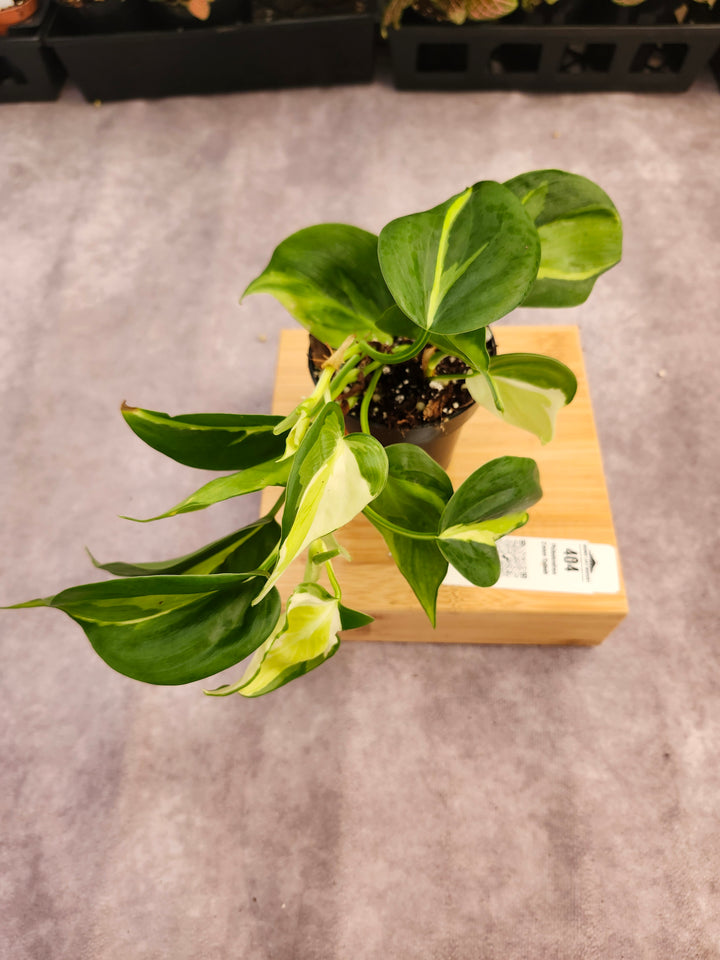 Philodendron Cream Splash (3in)-404
