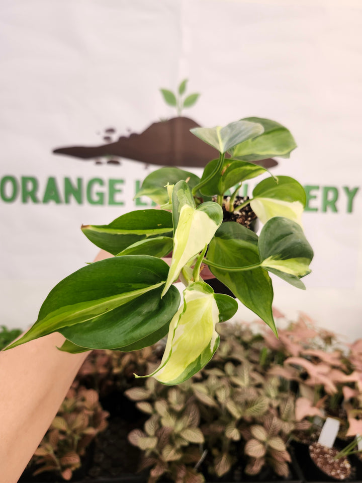 Philodendron Cream Splash (3in)-404
