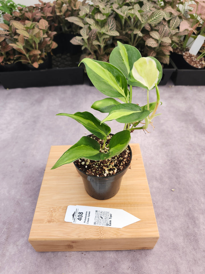 Philodendron Cream Splash (3in)-408
