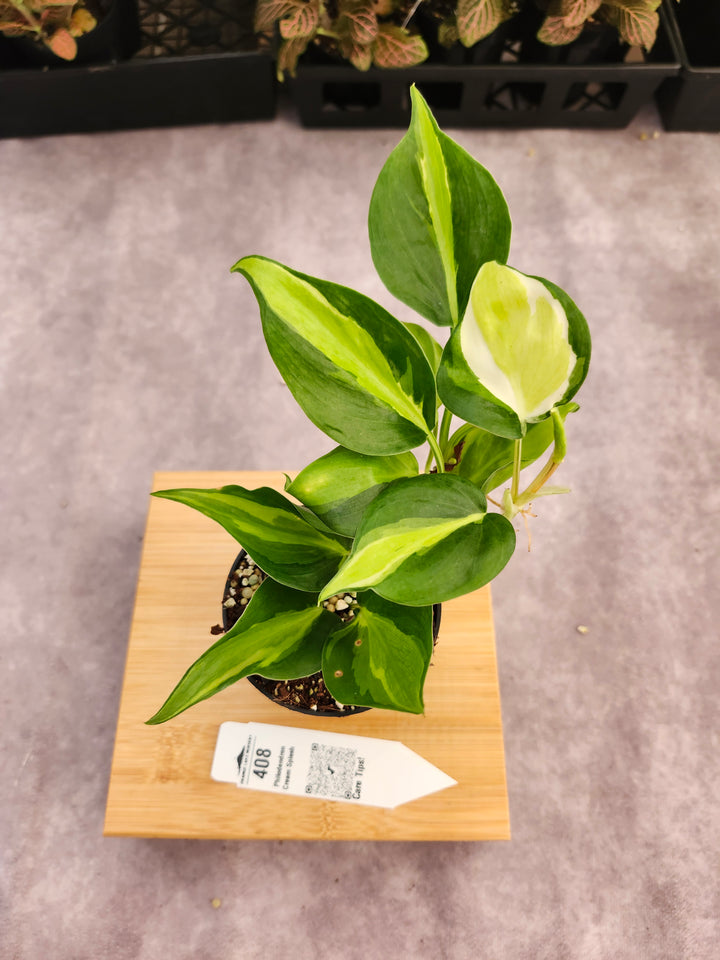 Philodendron Cream Splash (3in)-408