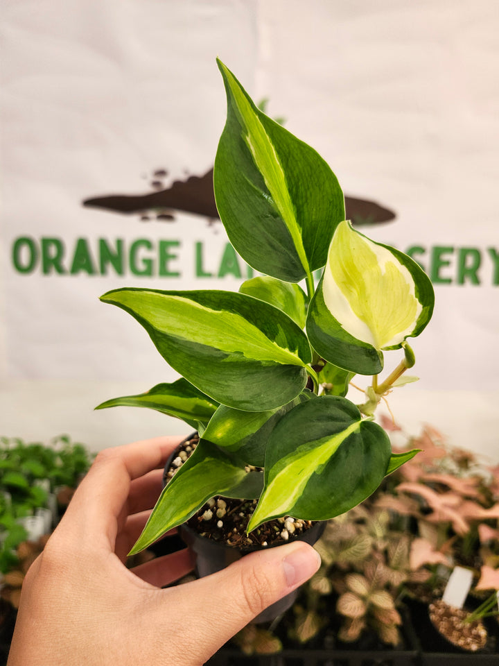 Philodendron Cream Splash (3in)-408