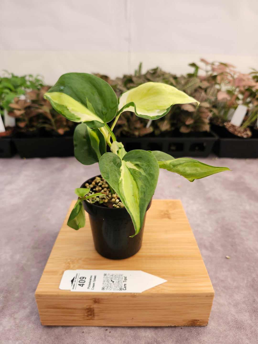 Philodendron Cream Splash (3in)-409