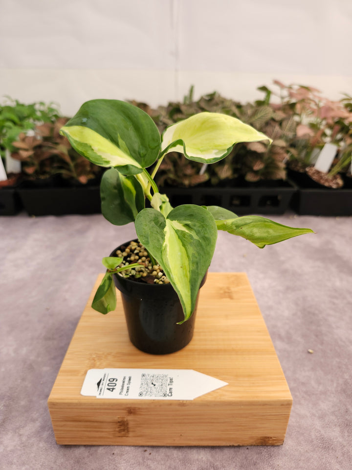 Philodendron Cream Splash (3in)-409