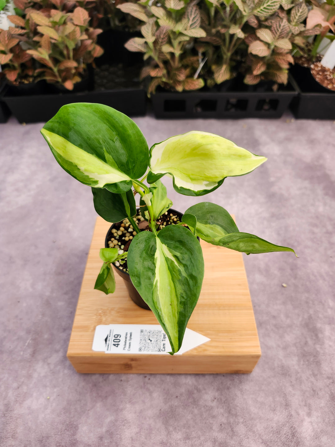 Philodendron Cream Splash (3in)-409
