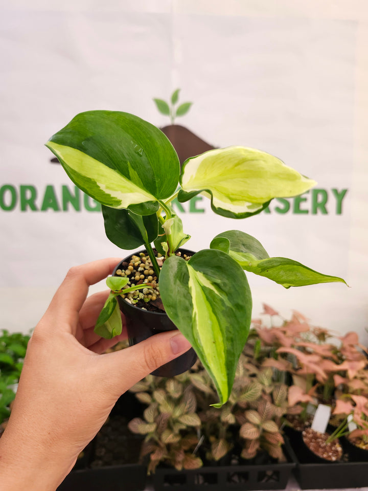Philodendron Cream Splash (3in)-409