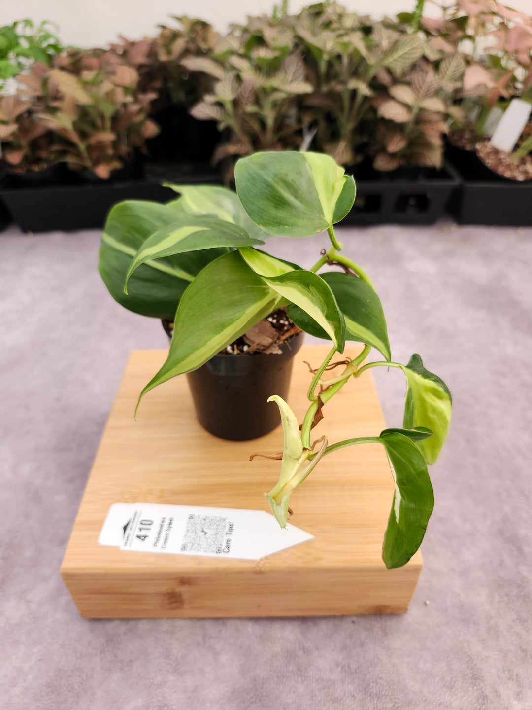 Philodendron Cream Splash (3in)-410