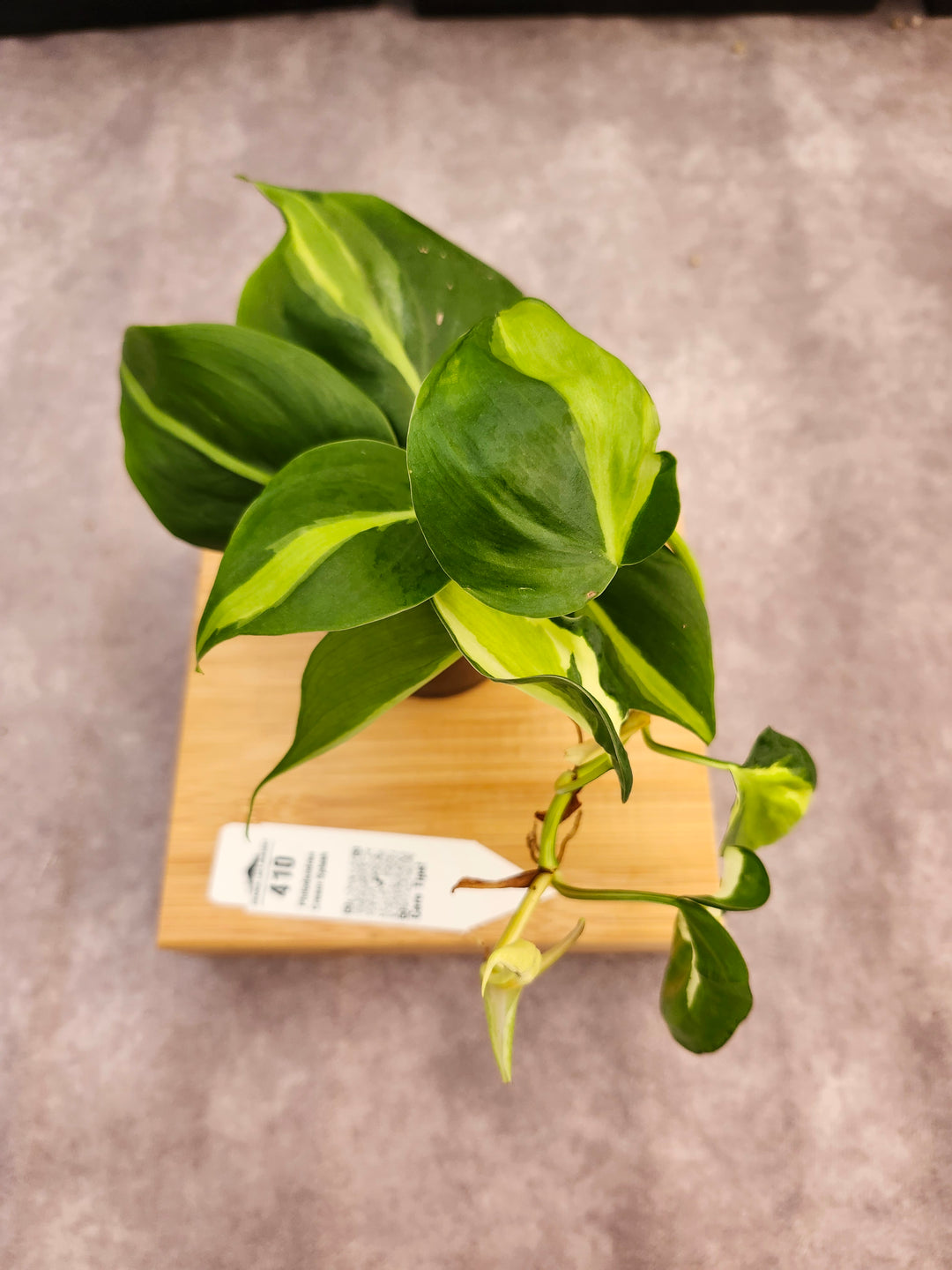 Philodendron Cream Splash (3in)-410