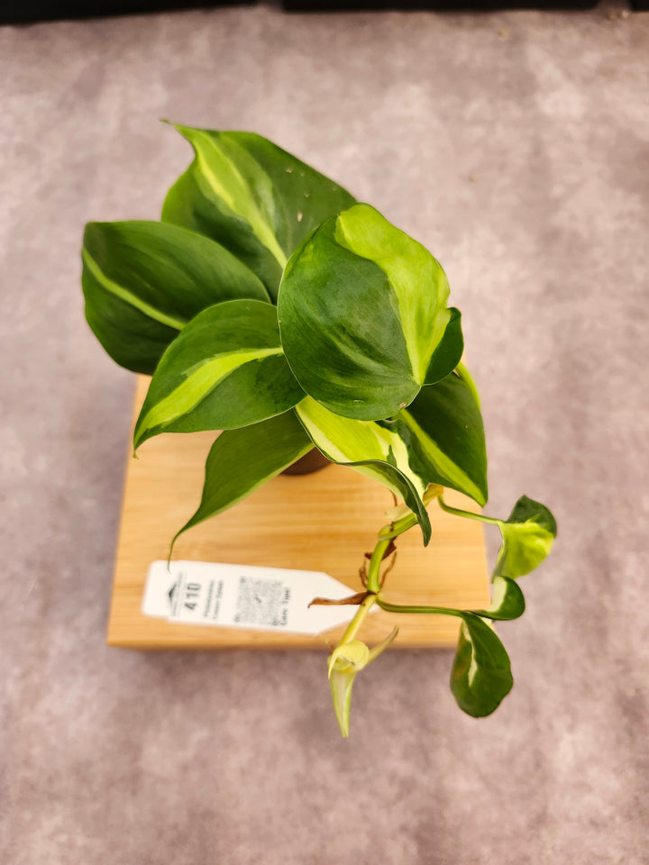 Philodendron Cream Splash (3in)-410