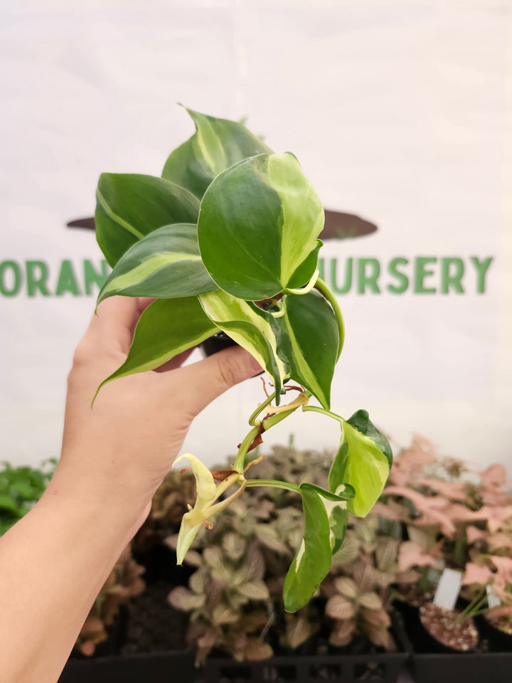 Philodendron Cream Splash (3in)-410