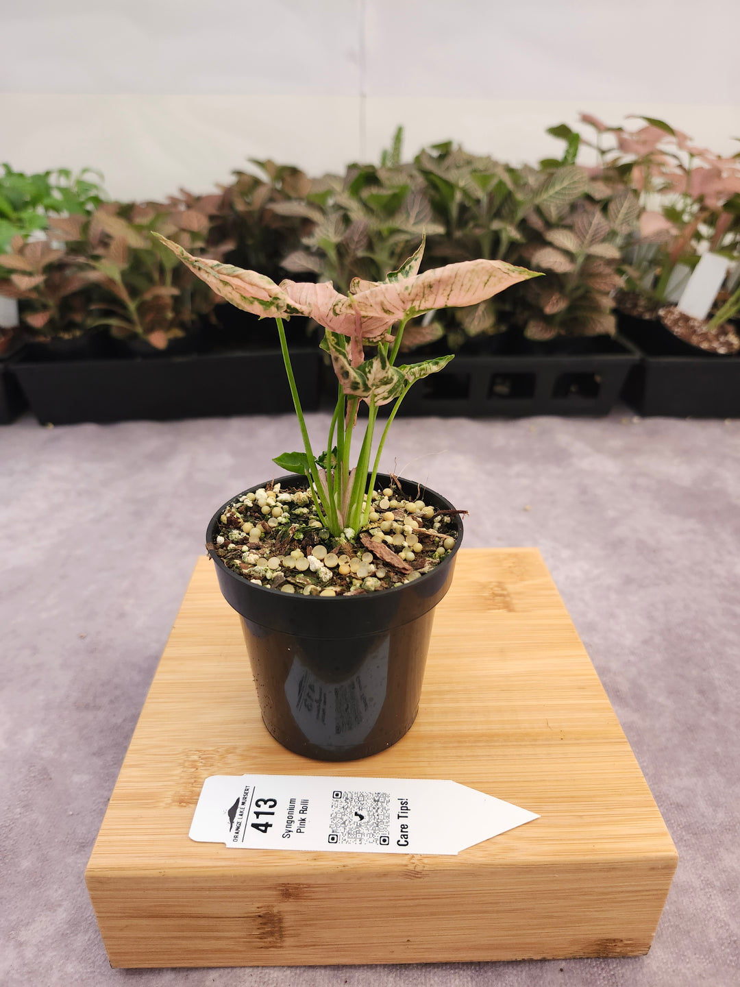 Syngonium Pink Rolli (3in)- 413