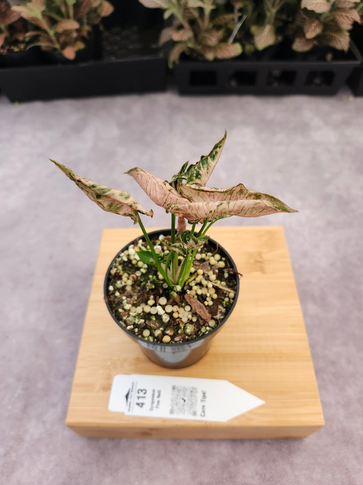 Syngonium Pink Rolli (3in)- 413