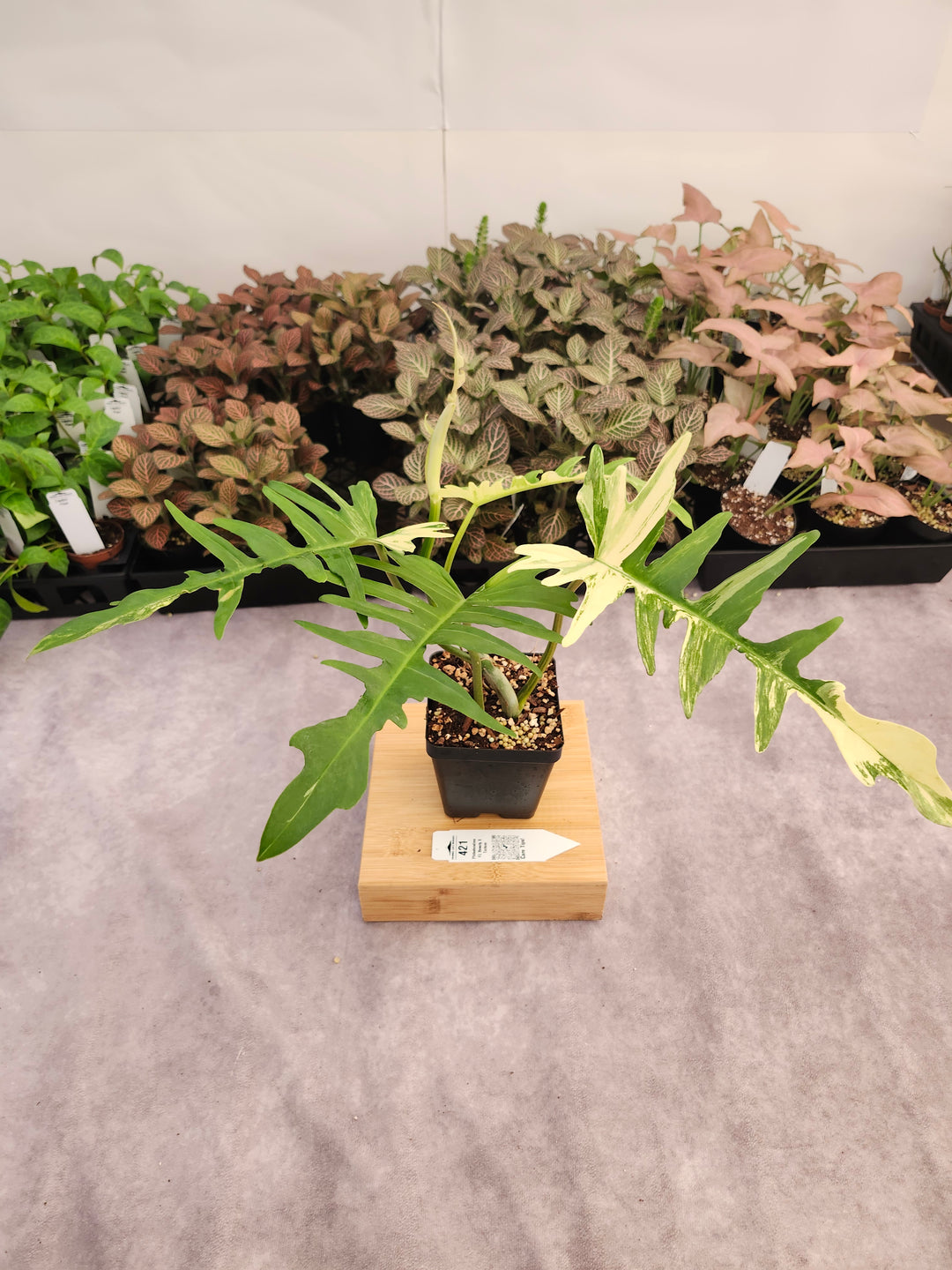 Philodendron Florida Beauty x Tortum (4in)-421