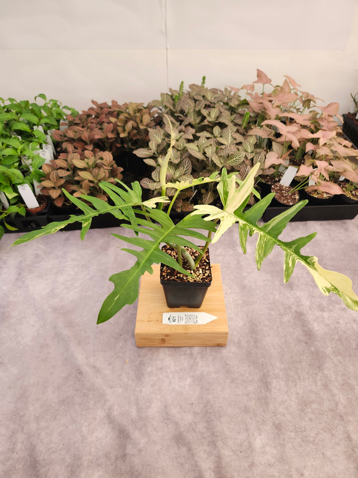 Philodendron Florida Beauty x Tortum (4in)-421