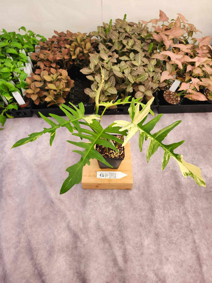 Philodendron Florida Beauty x Tortum (4in)-421