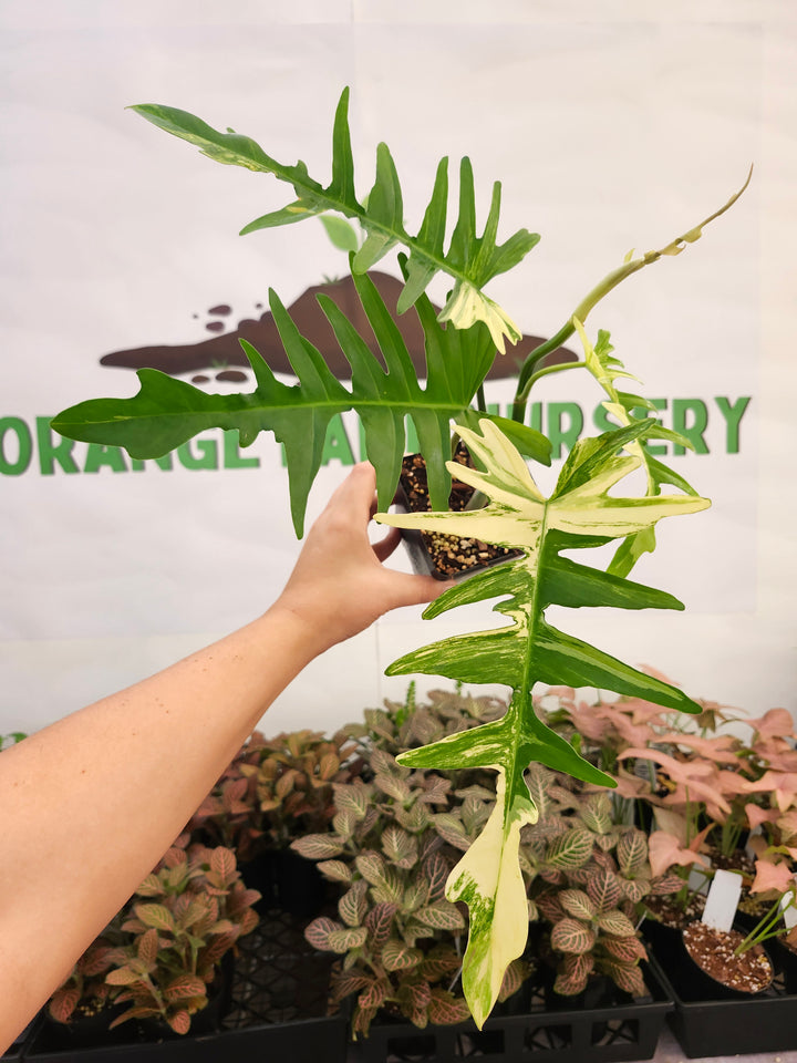 Philodendron Florida Beauty x Tortum (4in)-421