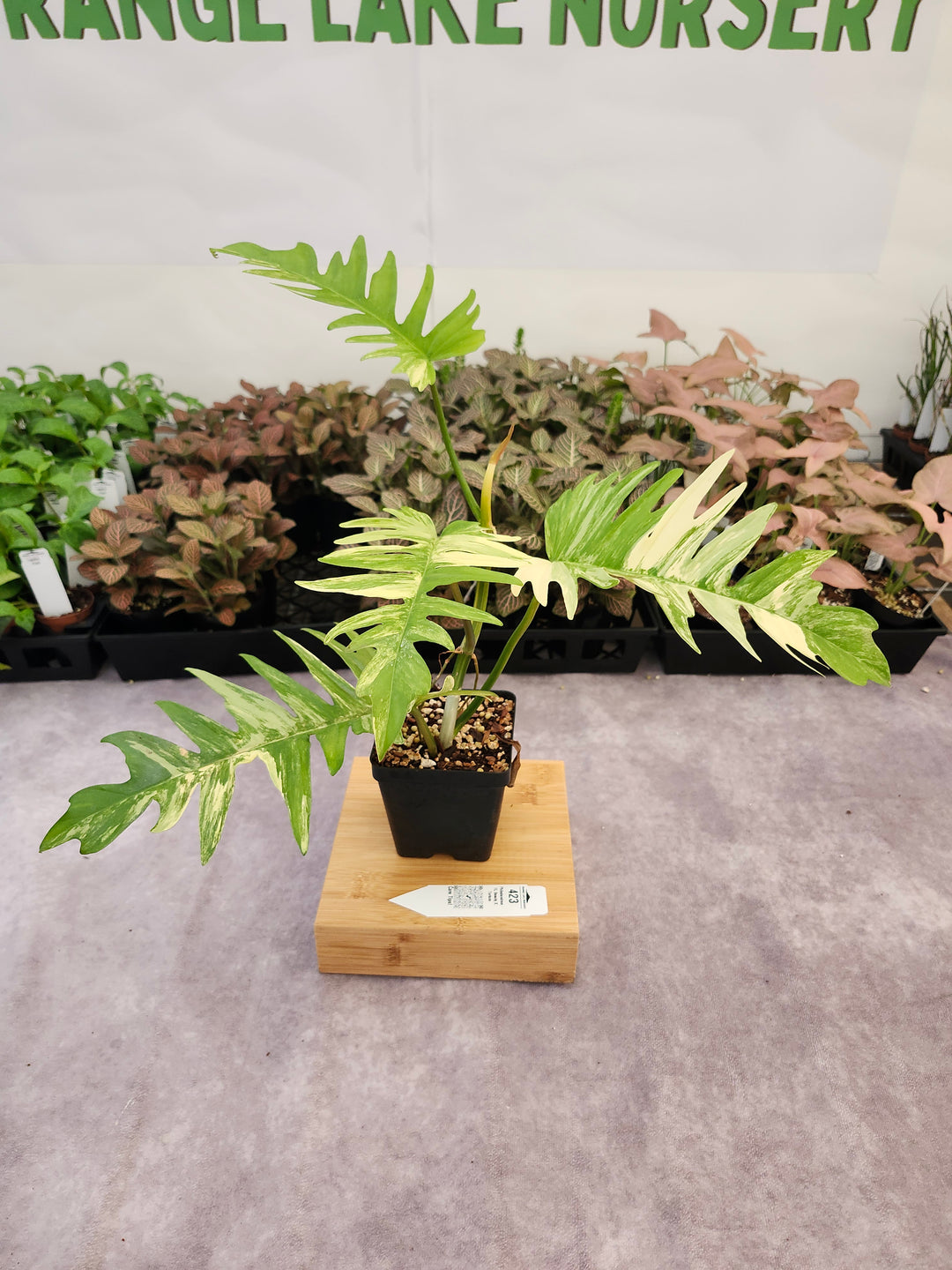 Philodendron Florida Beauty x Tortum (4in)-423
