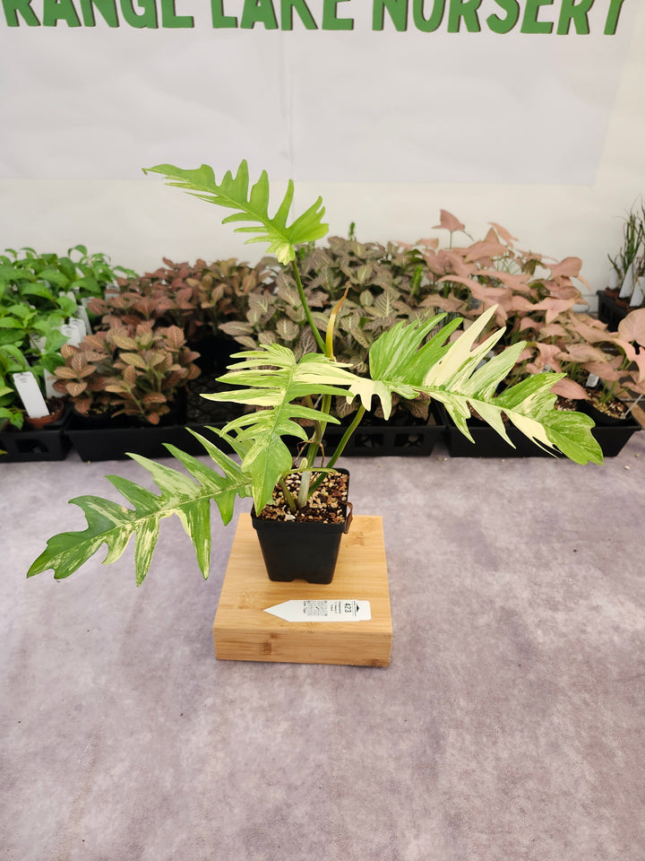 Philodendron Florida Beauty x Tortum (4in)-423