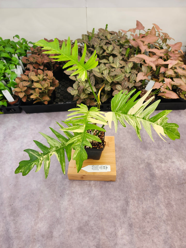 Philodendron Florida Beauty x Tortum (4in)-423