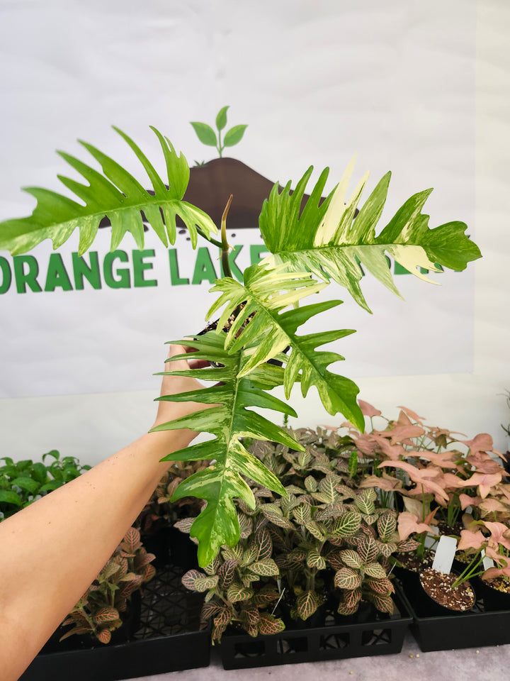 Philodendron Florida Beauty x Tortum (4in)-423