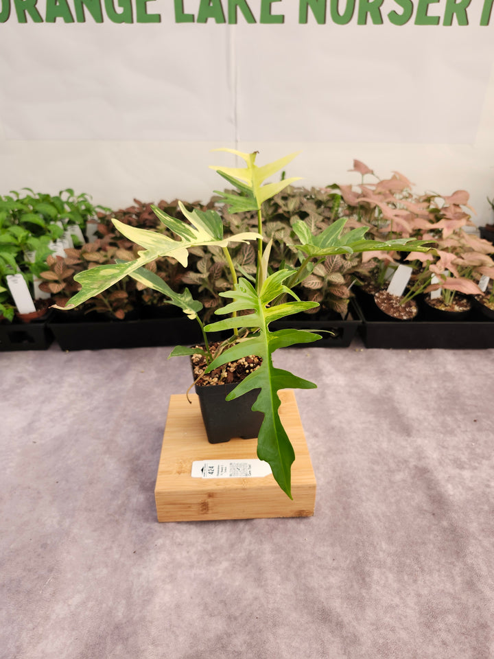 Philodendron Florida Beauty x Tortum (4in)-424