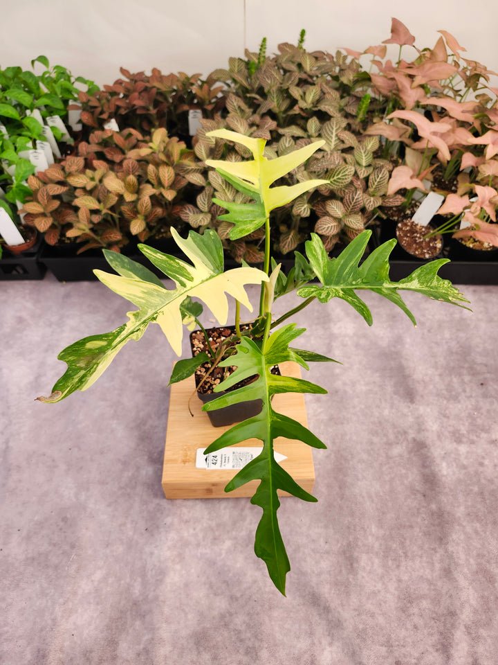 Philodendron Florida Beauty x Tortum (4in)-424