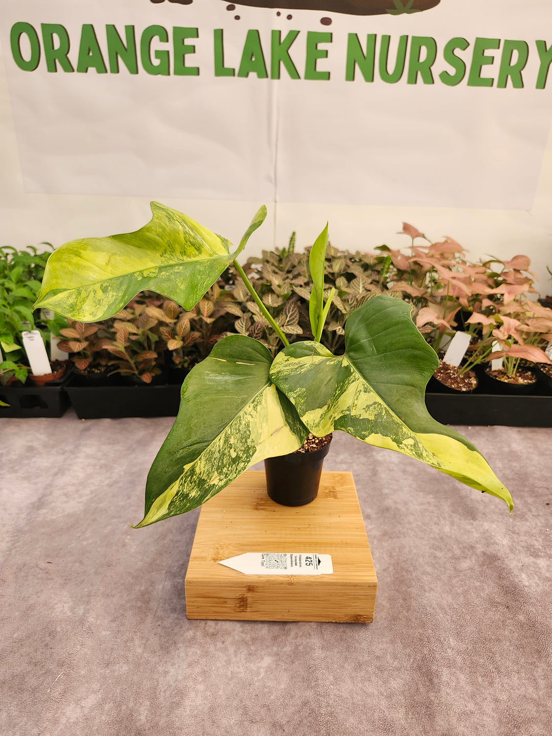 Philodendron Bipennifolium Variegated (3in)-425