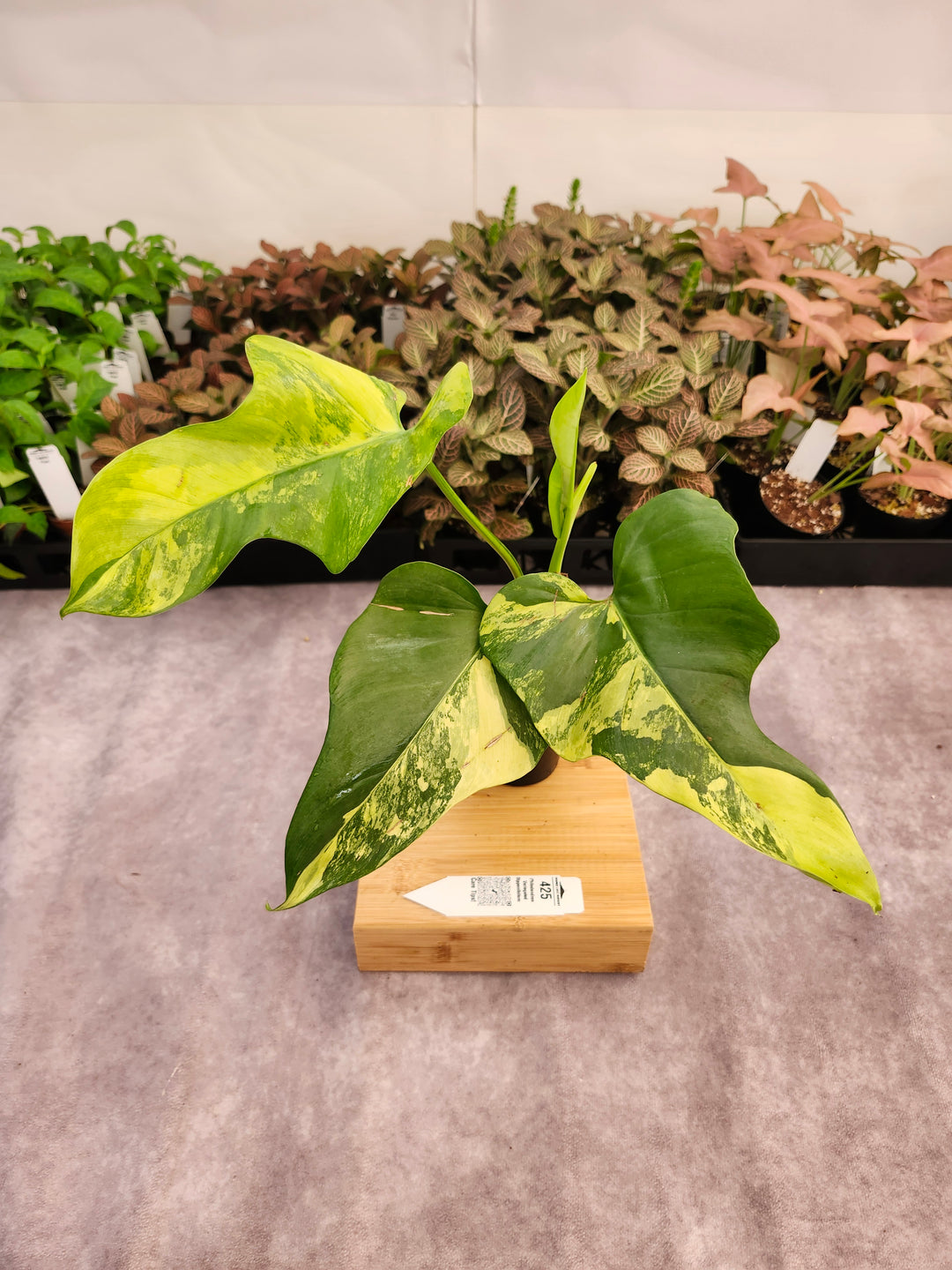 Philodendron Bipennifolium Variegated (3in)-425