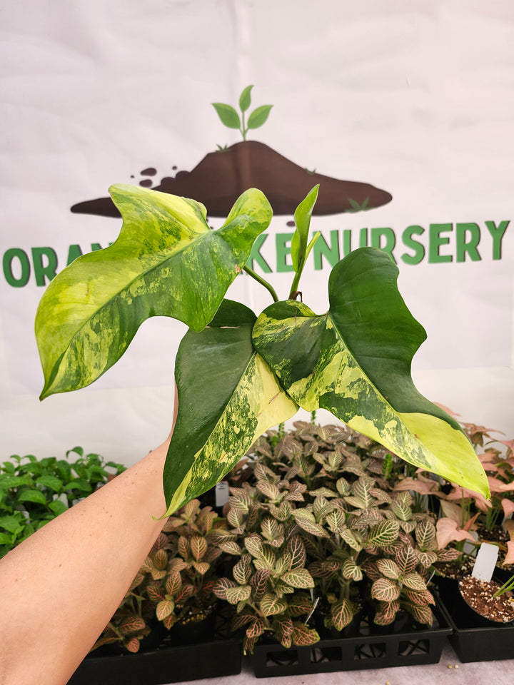 Philodendron Bipennifolium Variegated (3in)-425