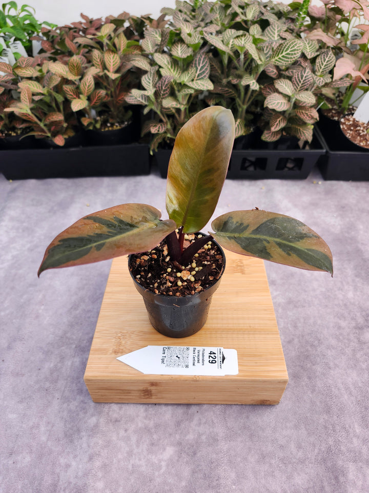 Philodendron Variegated Black Cardinal (3in)-429