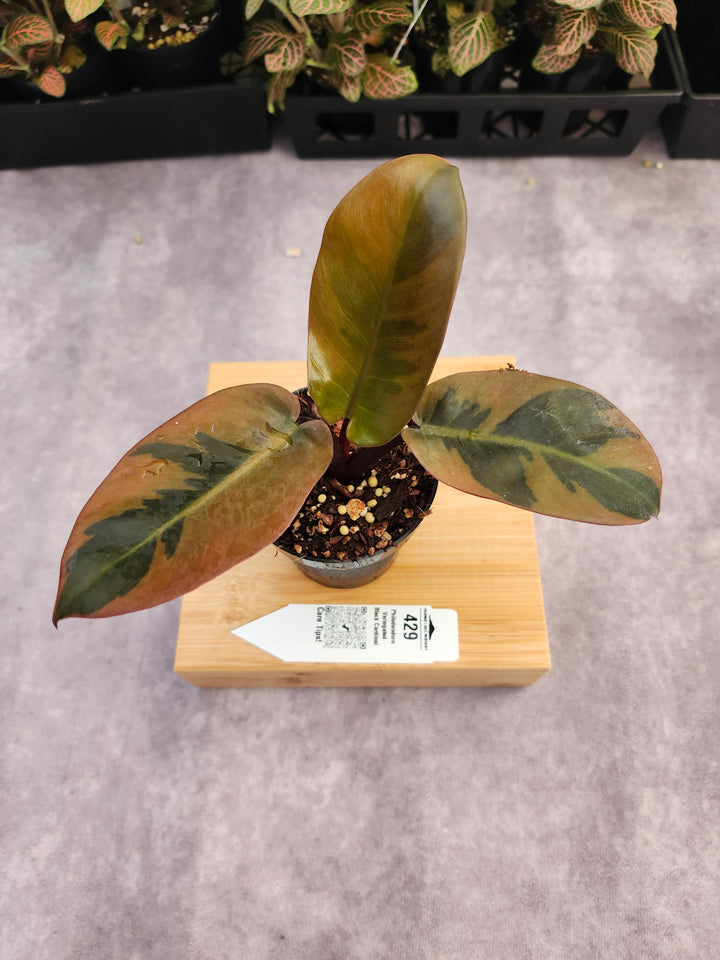 Philodendron Variegated Black Cardinal (3in)-429
