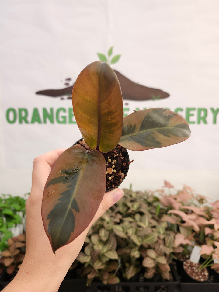 Philodendron Variegated Black Cardinal (3in)-429