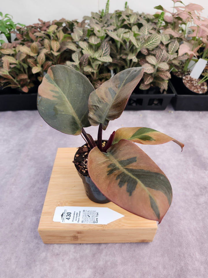Philodendron Variegated Black Cardinal (3in)-430
