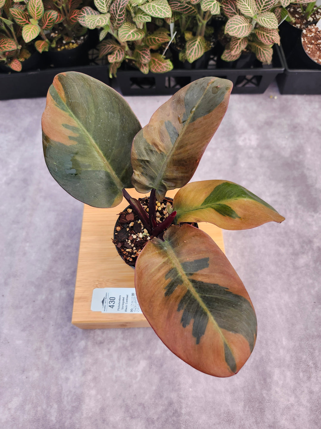 Philodendron Variegated Black Cardinal (3in)-430