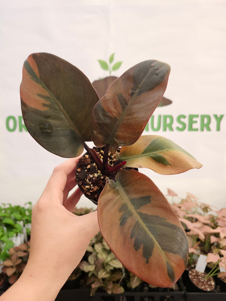 Philodendron Variegated Black Cardinal (3in)-430