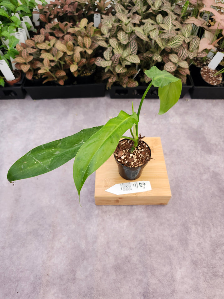 Philodendron FL Beauty x Bob Cee (3in)-431