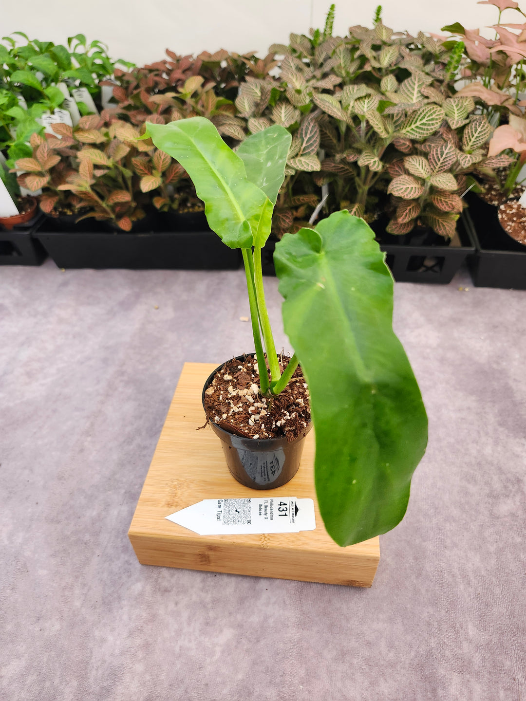 Philodendron FL Beauty x Bob Cee (3in)-431